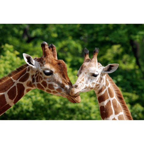 Tableau Animaux Baisers de Girafes 80x55