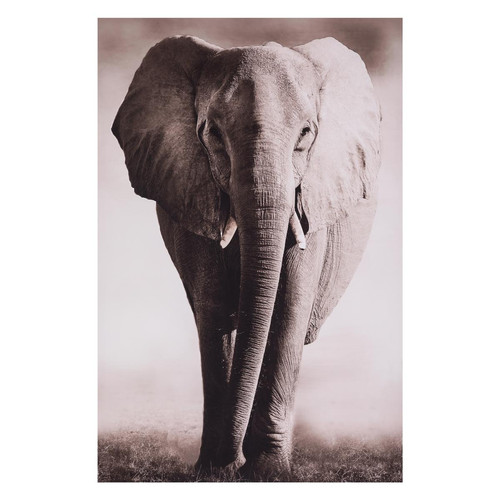 Toile Imprimé elephant 75 x 115 elephant