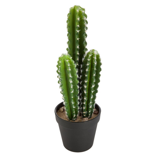 Cactus nomade H42
